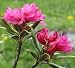 Alpine Rose Rhododendron 15 Seeds
