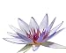 Isolated Purple Water Lily - 24