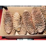 2 Pound Box Assorted Natural Pine Cones