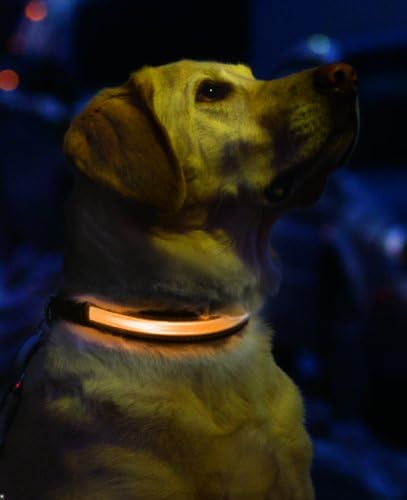 SafetyGlo Collar, Large, Black/Orange