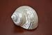 Polished White Pearl Jade Turbo Hermit Crab Sea Shell 2