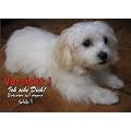 T�rschild FunSchild SE604 DIN A5 laminiert ACHTUNG Hund Malteser