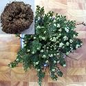 Rose of Jericho Resurrection Plant - Easter Plant