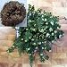 Rose of Jericho Resurrection Plant - Dinosaur Plant
