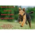 Metall - Warnschild Airedale Terrier, Airedaleterrier
