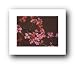 APPLE BLOSSOM TREE FLOWERS PHOTO 19.7X15.75 FINE ART PRINT IC02288