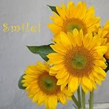Smile: Sunflower Bouquet Photographic Poster Print by Nicole Katano, 16x16