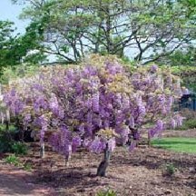 Wisteria 'Amethyst Falls' - lavender Wisteria Vine Wisteria 'Amethyst Falls' - lavender Wisteria Vine