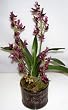 14" Mini Potted Cattleya Orchid (Purple)