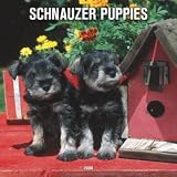 Schnauzer Puppies 2008 Wall Calendar