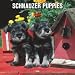   - Schnauzer Puppies 2008 Wall Calendar