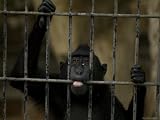 Celebes Macaque Chews on the Metal Bars of his Cage, Henry Doorly Zoo, Nebraska Photographic Poster Print by Joel Sartore, 40x30