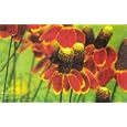 Red Mexican Hat Perennial 4 Plants - Ratibida