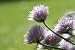 How To Grow Your Own Herb Garden 2010 (gardening1)