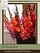 Honeyman Farms Gladiolus Summer Essentials Mix Pack of 8 Bulbs