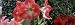 Amaryllis Flowers, Botanical Gardens of Buffalo and Erie County, Buffalo, New York, U...