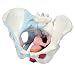 3B Scientific H20/3 4 Part Female Pelvis Model with Ligaments Muscles and Organs, 7.5