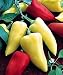 Antohi Romanian Pepper 4 Plants - Heirloom - Sweet - ORDER NOW!