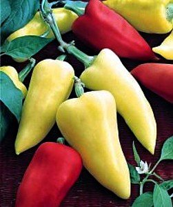 Romanian Sweet Pepper 4 Plants - Heirloom