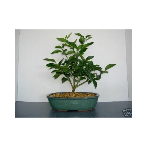 LOU'S BONSAI NURSERY KEY LIME BONSAI TREE Bonsai Plants