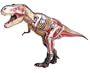 4D Vision Tyrannosaurus Rex Anatomy Model