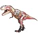 4D Vision Tyrannosaurus Rex Anatomy Model