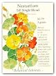 Nasturtium Tall Climbing Single Heirloom Seeds 20 Seeds