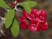 The Deep Red Petals of a Cacti Succulent Flower, Australia Photographic Poster Print by Jason Edwards, 24x32