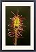 Framed Prints of Oblong-leaved Sundew from Ardea Wildlife Pets