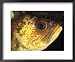A close view of the eye and cheek of a quillback rockfish National Geographic Collection Framed Art Poster Print by Bill Curtsinger, 22x18