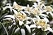 Wallmonkeys Peel and Stick Wall Decals - Edelweiss - Wild Beautiful Rare Flowers (symbol of - Removable Graphic
