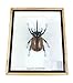 TAXIBUGS Rare Giant 5 Horn Rhino Beetle Eupatorus Gracilicornis Closed Wings Taxidermy in 3D-Box Display Shadow Box Frame Sustainably Sourced (Black Wooden Box and Transparent Background)