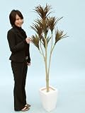光触媒 観葉植物 ユッカツリー 170cm