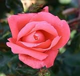 Eigenschaften Agel Rosen  / Edelrose 