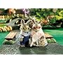 Calico Critter Cottontail Rabbit Grandparents