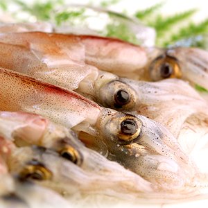 ホタルイカ(生冷凍)約1kg(約250g×4パック) 山陰沖産 ホタルイカ(生冷凍)約1kg(約250g×4パック) 山陰沖産