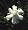Dwarf Gardenia Plant - Bonsai or House Plant -FRAGRANT