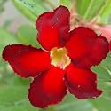9GreenBox - Rare Adenium CRIMSON BABE desert rose House Plant Bonsai