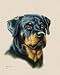 Rottweiler - Artist: Judith Gibson - Art Print on Canvas - Image Size: 8.00 by 10.00 inches Art Print on Canvas