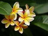 Hawaiian Yellow Plumeria Cutting - ***SPECIAL 2 FOR 1***Direct From Certified Nursery on the Big Island of Hawaii.