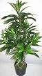 3' Braided Trunk Artificial Yucca Plant (Green)