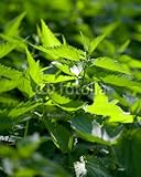 IMAGE OF Wallmonkeys Peel and Stick Wall Decals - Great Nettle (urtica Dioica) in the Open - 60
