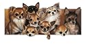 Heaps of Fun - Chihuahuas Blank Card