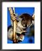 Koala in Tree at Healesville Sanctuary, Healesville, Victoria, Australia Animals Framed Art Poster Print by John Banagan, 18x22