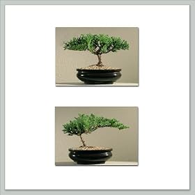 Starter Bonsai Tree Juniper - Two Pack