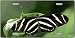 Butterfly Black and White Striped License Plates 2137