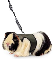 Super Pet Ferret Comfort Harness and Stretchy Large Leash, Colors Vary