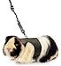 Super Pet Ferret Comfort Harness and Stretchy Large Leash, Colors Vary