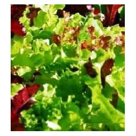 LETTUCE - MIXED SALAD LEAVES - 500 SEEDS