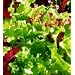 LETTUCE - MIXED SALAD LEAVES - 500 SEEDS